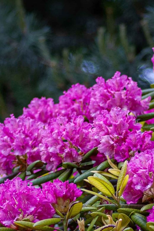 Baili Rhododendron Scenic Area
