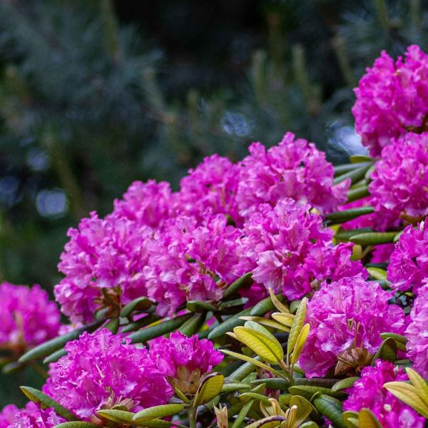 Baili Rhododendron Scenic Area