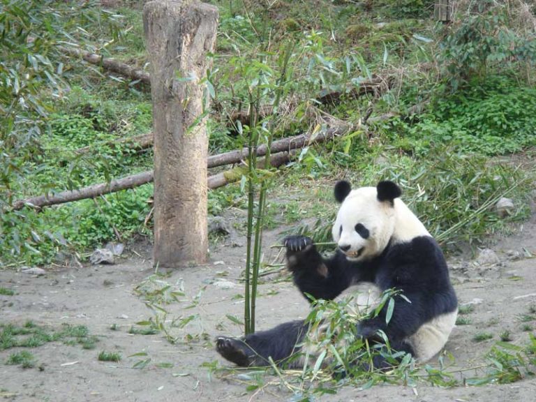 Giant Panda