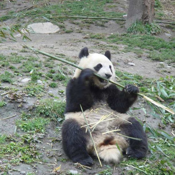 Chengdu Tour 4 days