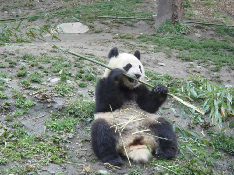 Chengdu Tour 4 days