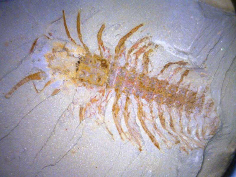Insect fossil