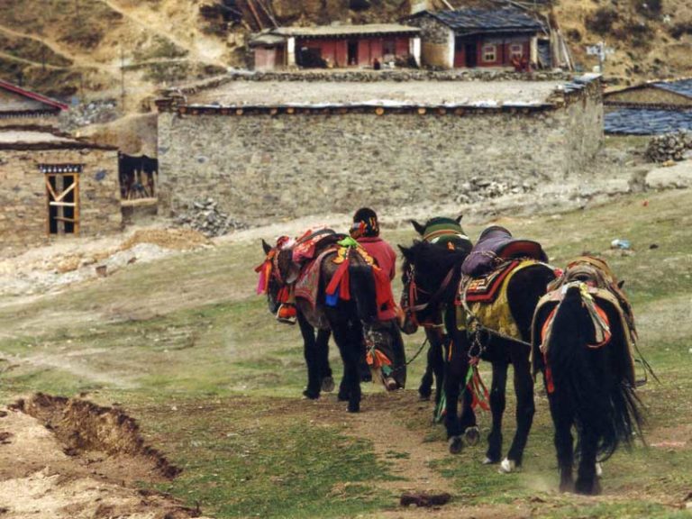 tagong tibetan tribe